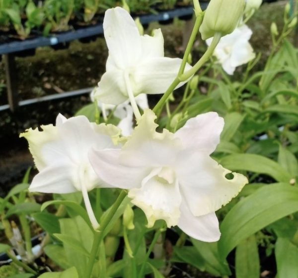 NEW Dendrobium Lady White