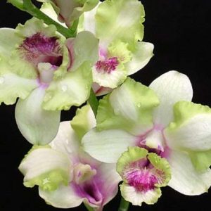 NEW Dendrobium Nopporn Starbright Green White