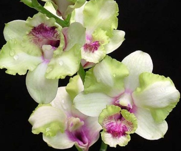 NEW Dendrobium Nopporn Starbright Green White