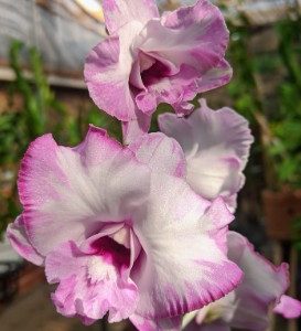 NEW Dendrobium Pink Dragon