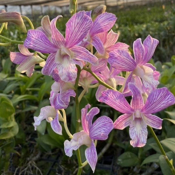 NEW Dendrobium Pinky Stripe