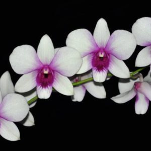 NEW Dendrobium Rainbow Fantasy