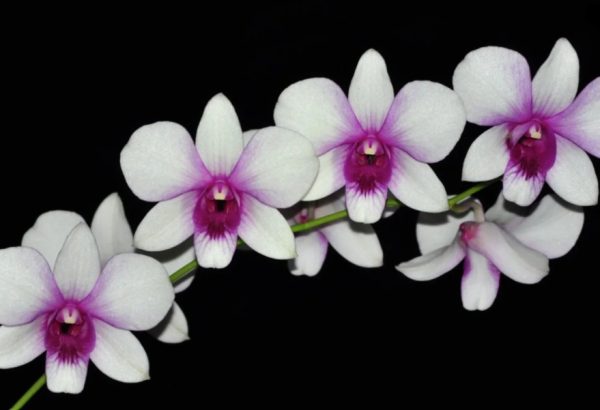 NEW Dendrobium Rainbow Fantasy