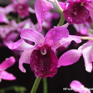 NEW Dendrobium Renah Zahran Pink