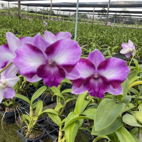 NEW Dendrobium Star Fancy