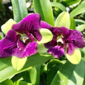Den. Thongchai green 3 lips