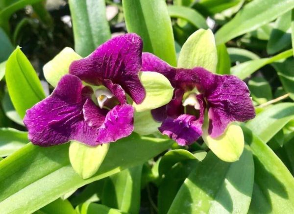 NEW Dendrobium Thongchai green 3 lips