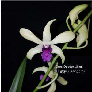NEW Dendrobium Dr Uthai x mini