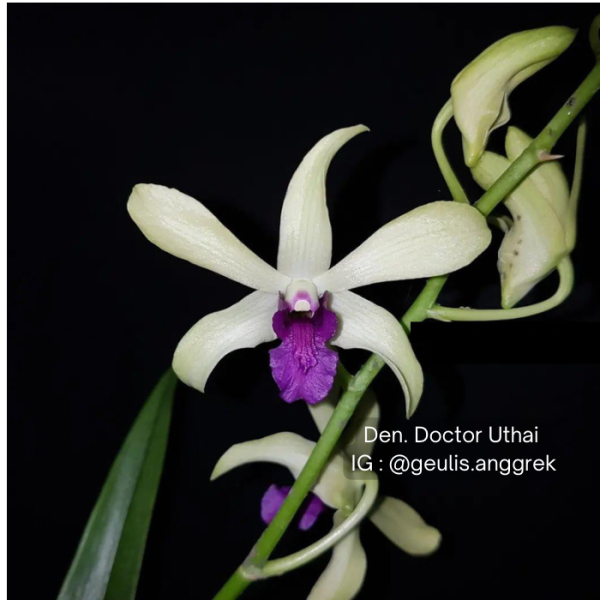 NEW Dendrobium Dr Uthai x mini