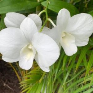 NEW Dendrobium Burana White Giant #2