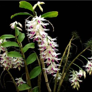 Dendrobium amethylglossum