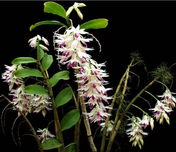 NEW Dendrobium amethystoglossum