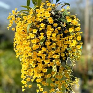 Dendrobium hybrids (Ueang Phueng)