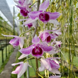 Dendrobium hybrids (anosmum 'South' x Nestor 'Semi')