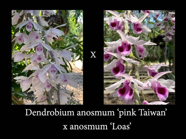 NEW Dendrobium hybrids (anosmum 'pink Taiwan' x anosmum 'Loas')