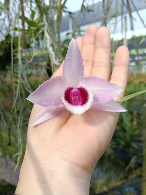 NEW Dendrobium hybrids (anosmum semi 'Pink' Taiwan x Nestor 'Semi')