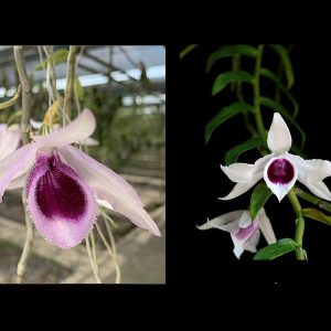 NEW Dendrobium hybrids (anosmum 'south' x anomum 'semi Indo')