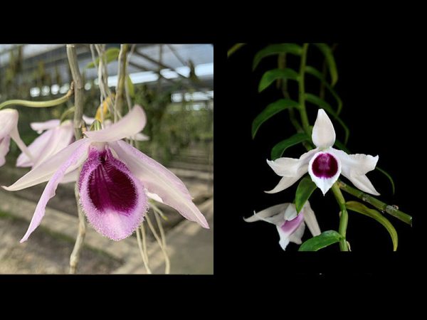 NEW Dendrobium hybrids (anosmum 'south' x anomum 'semi Indo')