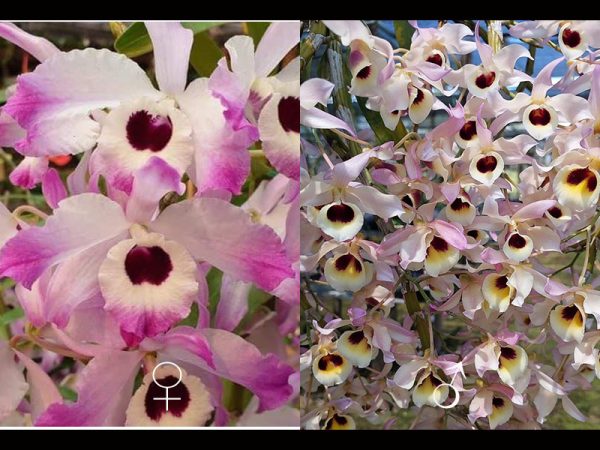 NEW Dendrobium hybrids (nobile 'Vietnam' x Yi Cheng Xi Shi x signatum)