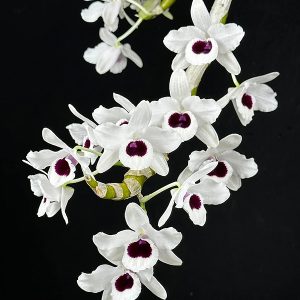 NEW Dendrobium hybrids (Siam White)