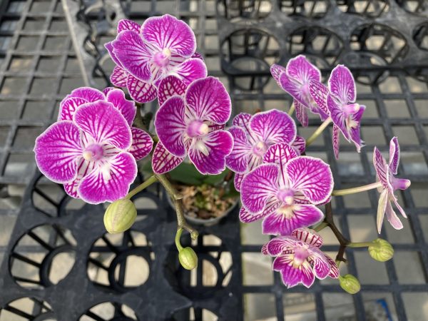 L028 GC Reyoung Shiny Flower Size 4cm