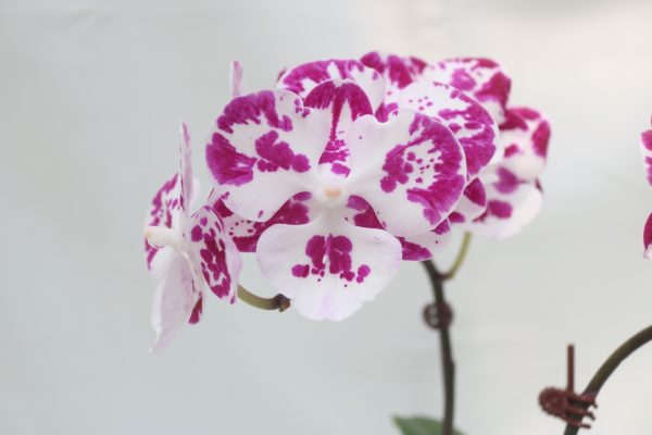 L031 GC Reyoung Magical Flower Size 7cm