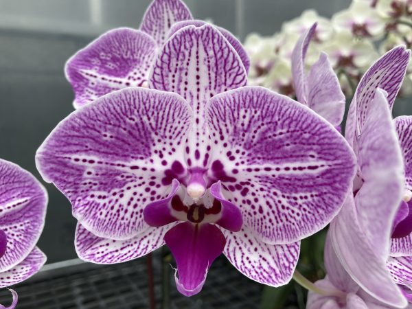 L050 GC Reyoung Alma Flower Size 10cm
