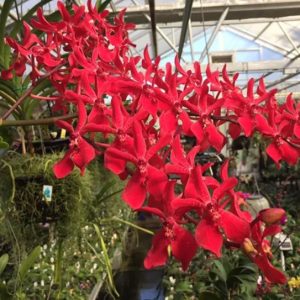 Renanstylis Bangkok Beauty