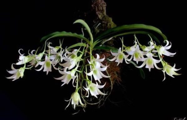 NEW Sobennikoffia Humbertiana