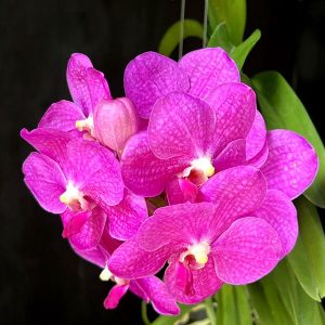 NEW Vanda hybrids (Siriporn Pink 'Pracha')