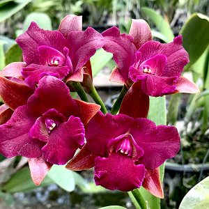 cattleya grate balls of fire