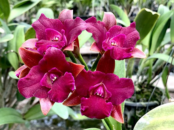 NEW Cattleya hybrids (Grate Balls of Fire)