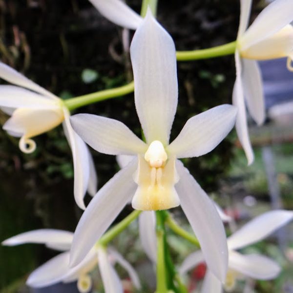 NEW Cymbidium Dayanum Alba - Moon Orchid