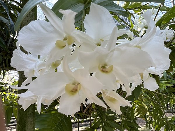 NEW Dendrobium dearei