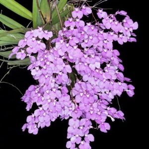 ionopsis utri.