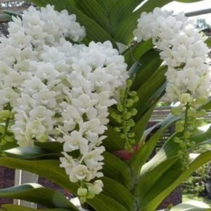 NEW Rhynchostylis Gigantea White