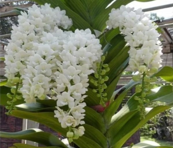 NEW Rhynchostylis Gigantea White