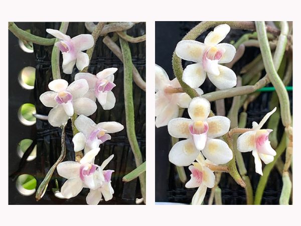 NEW Chiloschista shanica leafless orchid
