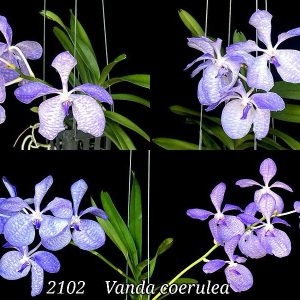 NEW Vanda Coerulea blue orchid