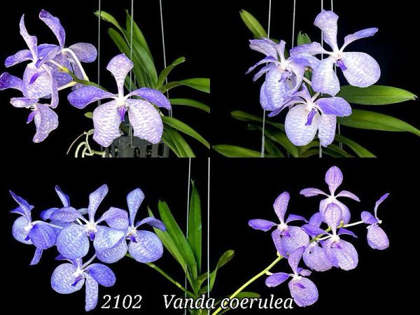 NEW Vanda Coerulea blue orchid