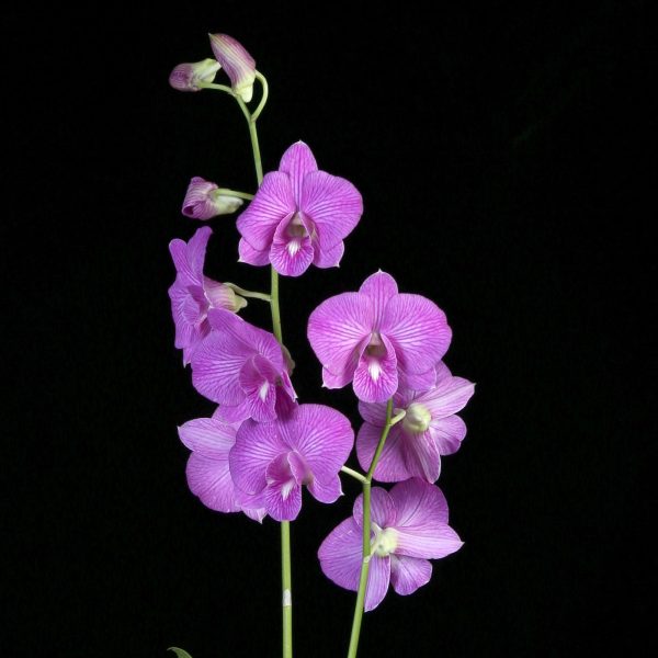 NEW Dendrobium Pink Stripe #100