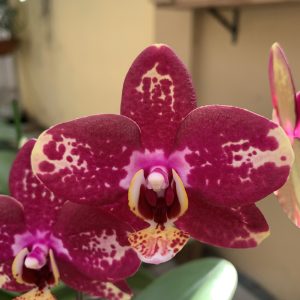 F5566 Phal Romina Medium Sized Plant
