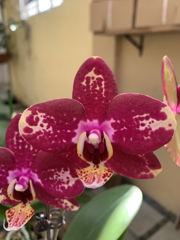 F5566 Phal Romina Medium Sized Plant