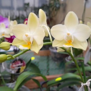 F5241 Phal Cheesecake Light Flower Size 4.5cm Fragrant