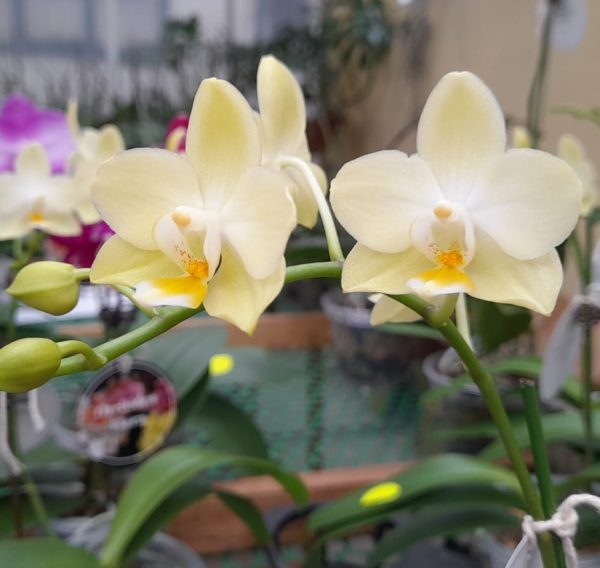 F5241 Phal Cheesecake Light Flower Size 4.5cm Fragrant