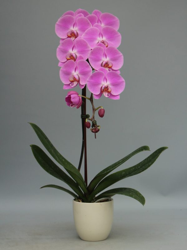 F043 Cheng-De Beauty Mature Plant