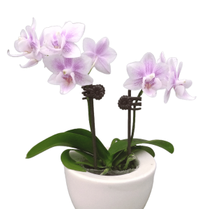 F4485 Sogo Fairytale Medium Plant