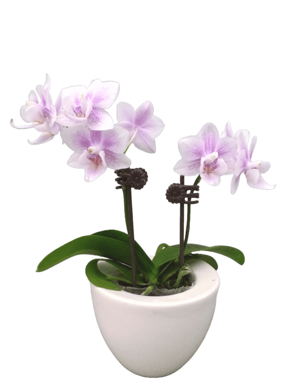 F4485 Sogo Fairytale Medium Plant