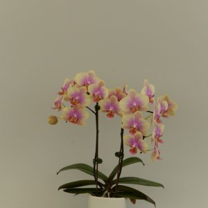 F4909 Belle Helene Medium Plant