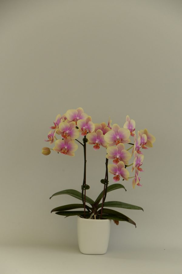 F4909 Belle Helene Medium Plant